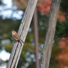 鳥のいる風景　モズ