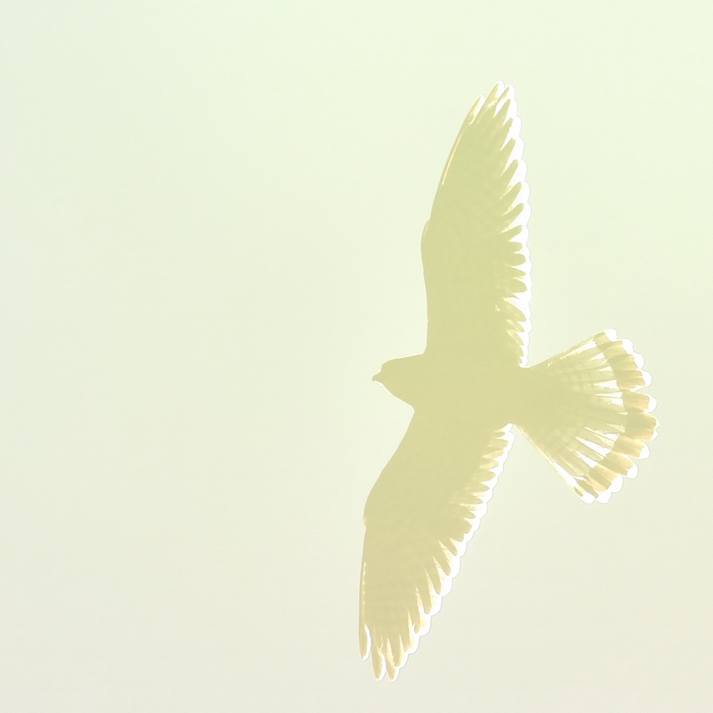 火の鳥