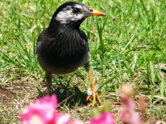 山下公園のムクドリ３