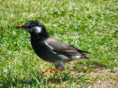 山下公園のムクドリ１