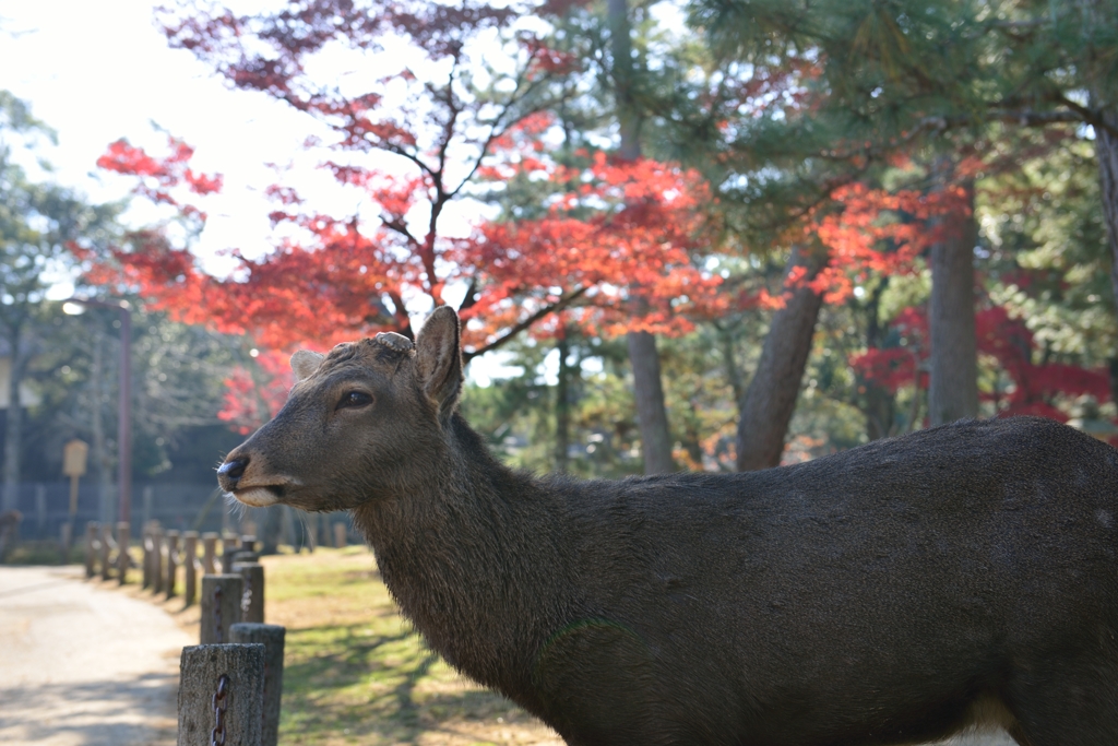 シカさん