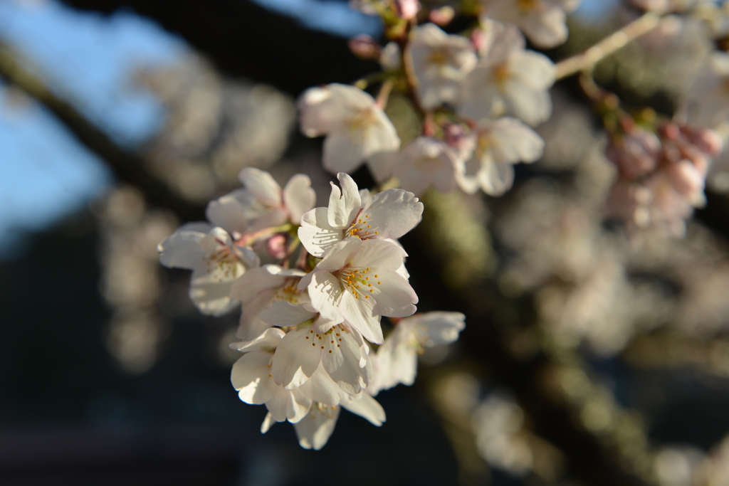 桜 その3