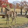 凛々しいシカさん