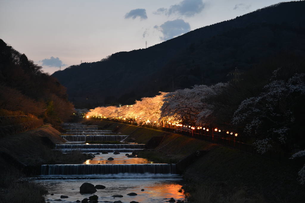 桜 その4 夜桜編