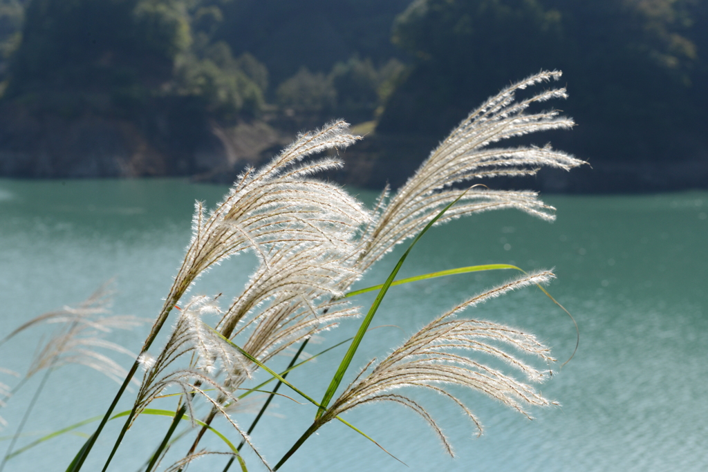 宮ヶ瀬湖のすすき