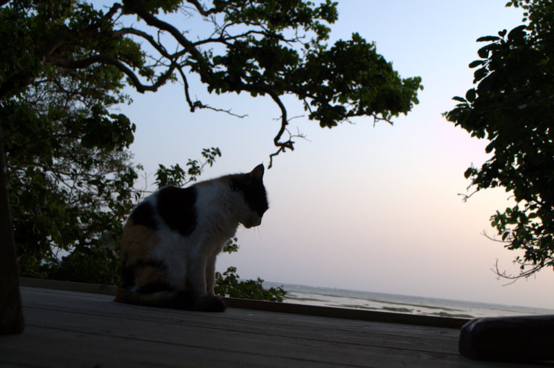 沖縄と猫