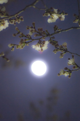 月夜の桜