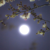 月夜の桜