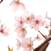 透明感