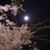 しだれ桜