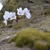 苔むして