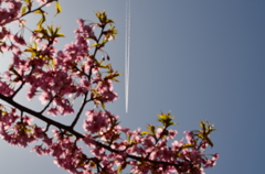 河津桜　河川敷