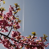 河津桜　河川敷