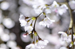 しだれ桜