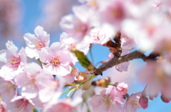 河津桜