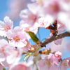 河津桜
