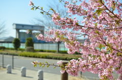 河津桜