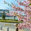 河津桜