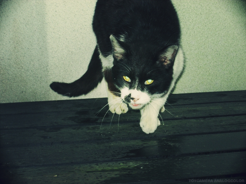 猫