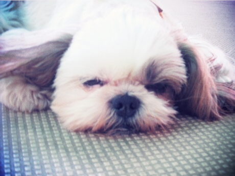 犬