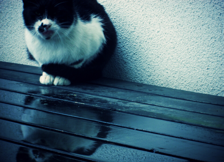 猫