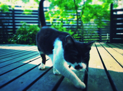 猫