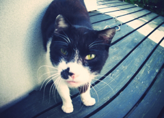 猫