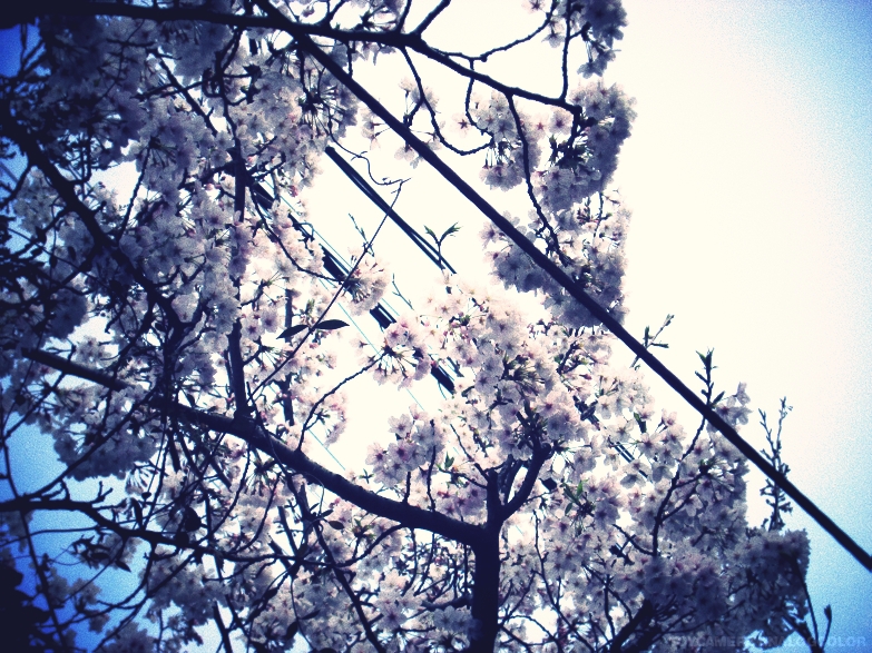 桜
