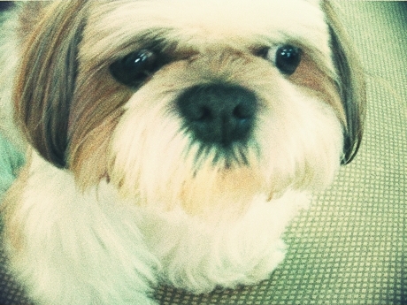 犬