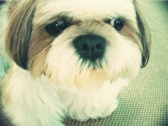犬