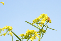 菜の花と蜂