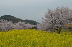 菜の花とさくら