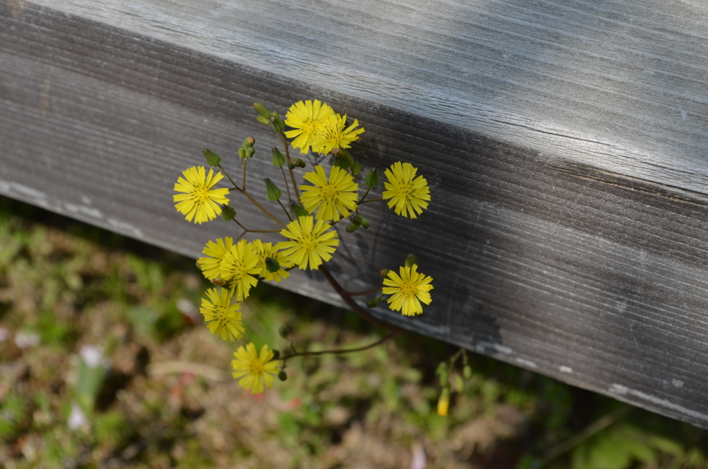 名もしれぬ花。