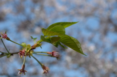 芽吹き