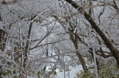 妙見岳、霧氷