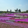 羊山公園　芝桜の丘