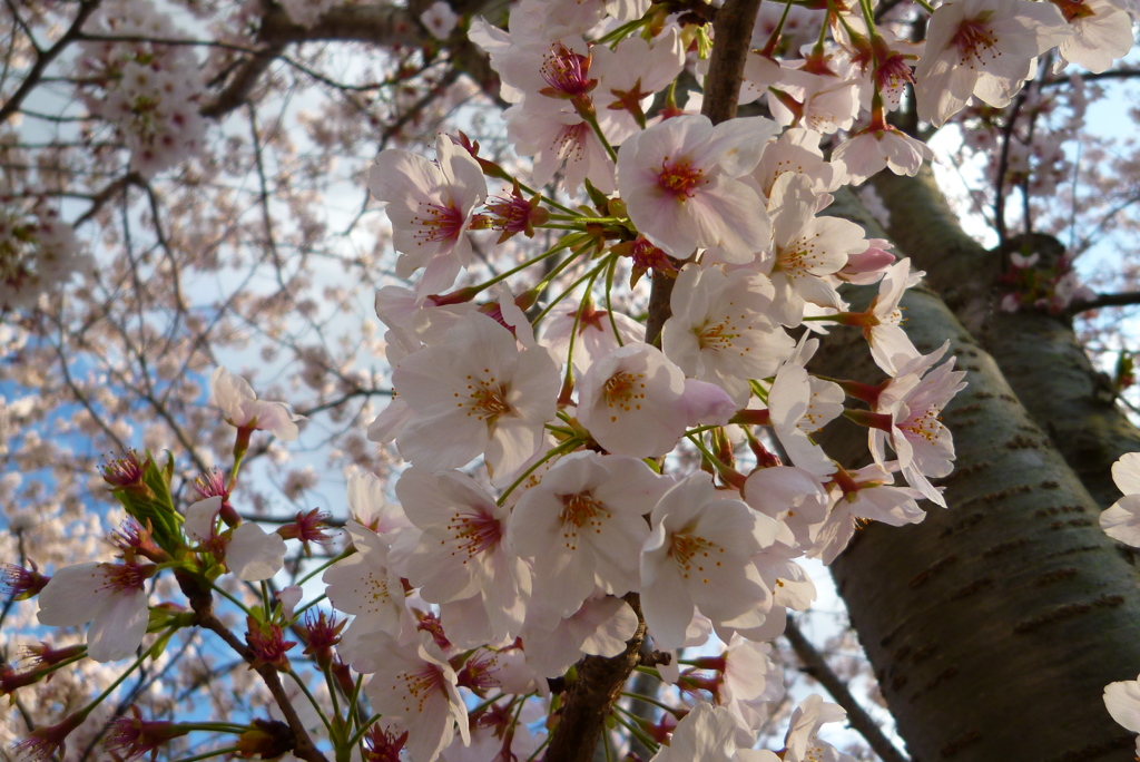 矢那川4