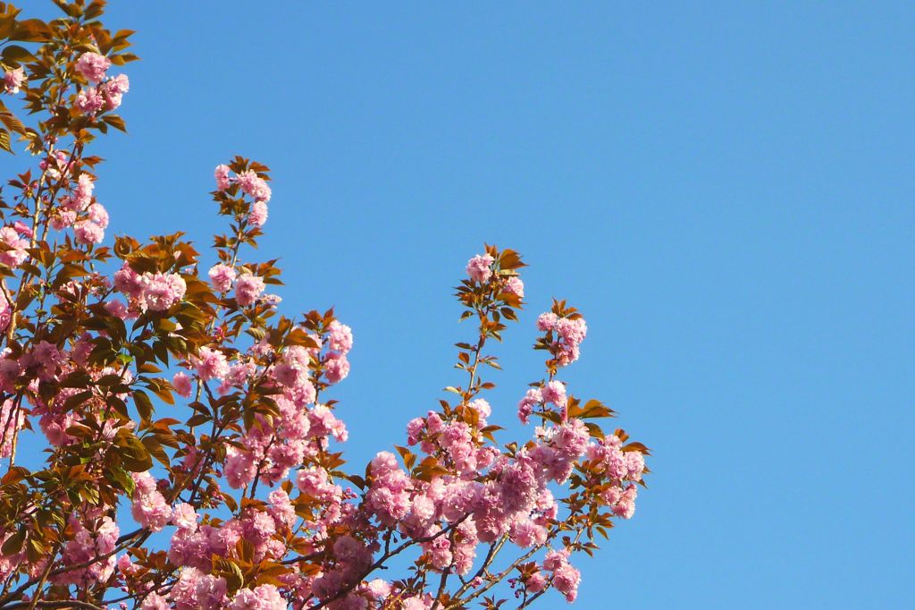 八重桜
