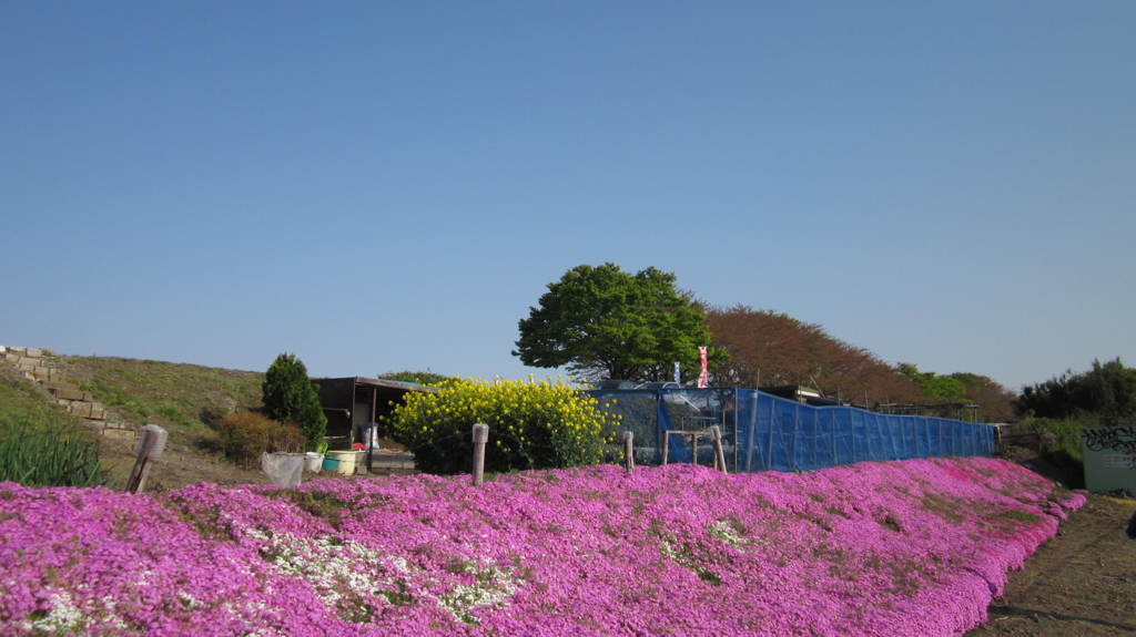 相模川芝ざくら4