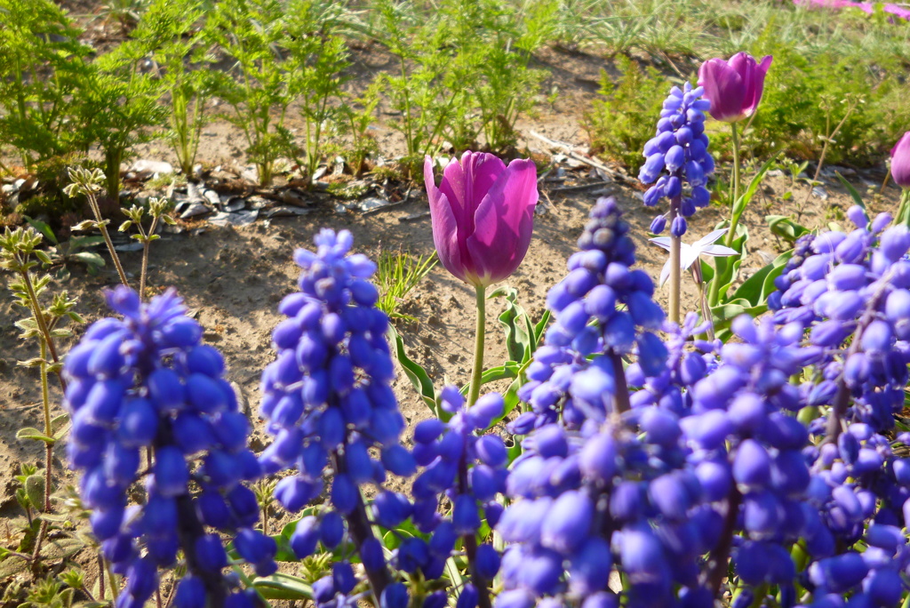 相模川芝ざくら6