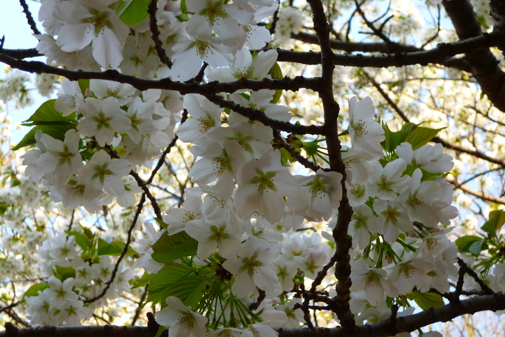 根岸森林公園3