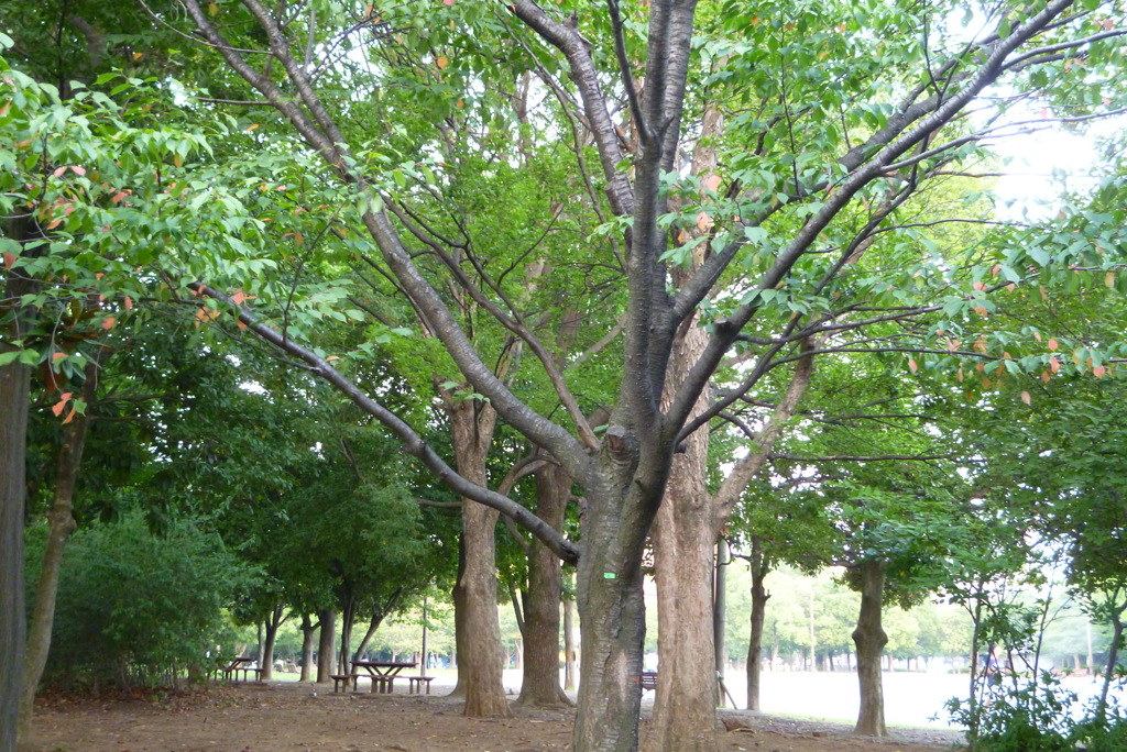 公園内