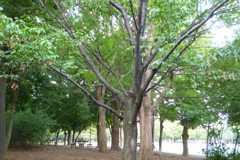 公園内