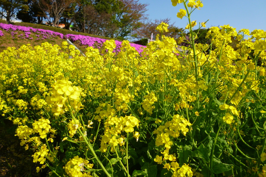 相模川芝ざくら7