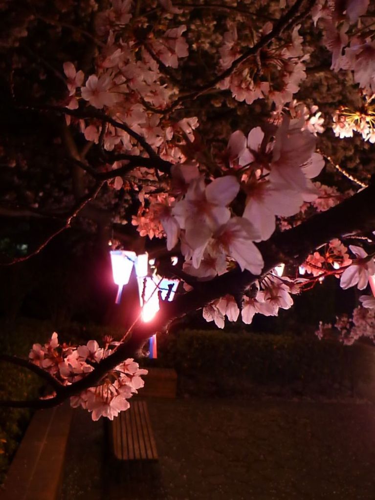 夜桜