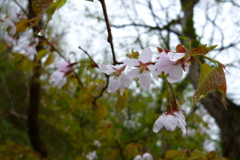 タカネザクラ