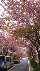 関内桜通り