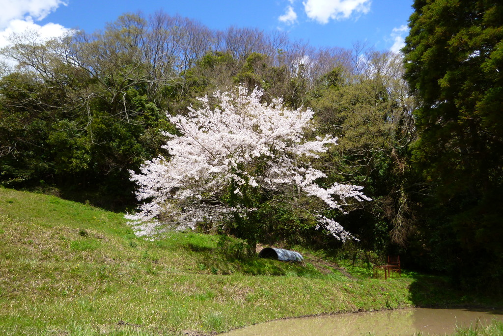 大山千枚田4