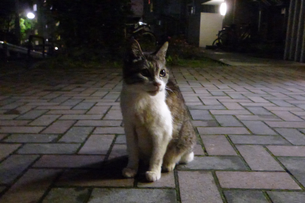 猫