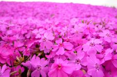 芝桜